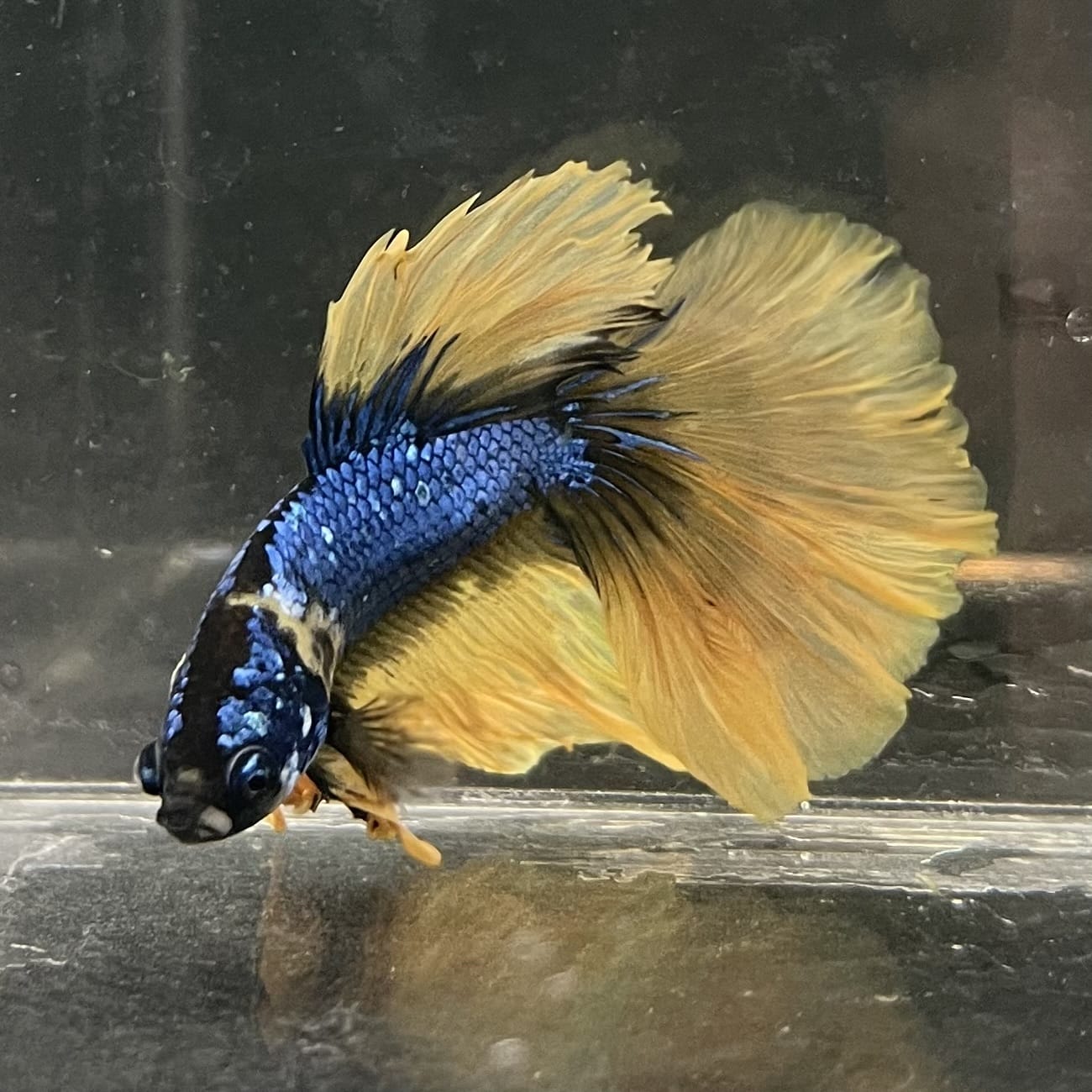 the-fish-farm Male Betta Male Betta - One Only - 8 Choose your favourite Male Betta from The Fish Farm Australia
