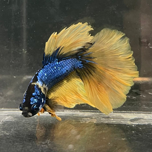 the-fish-farm Male Betta Male Betta - One Only - 8 Choose your favourite Male Betta from The Fish Farm Australia