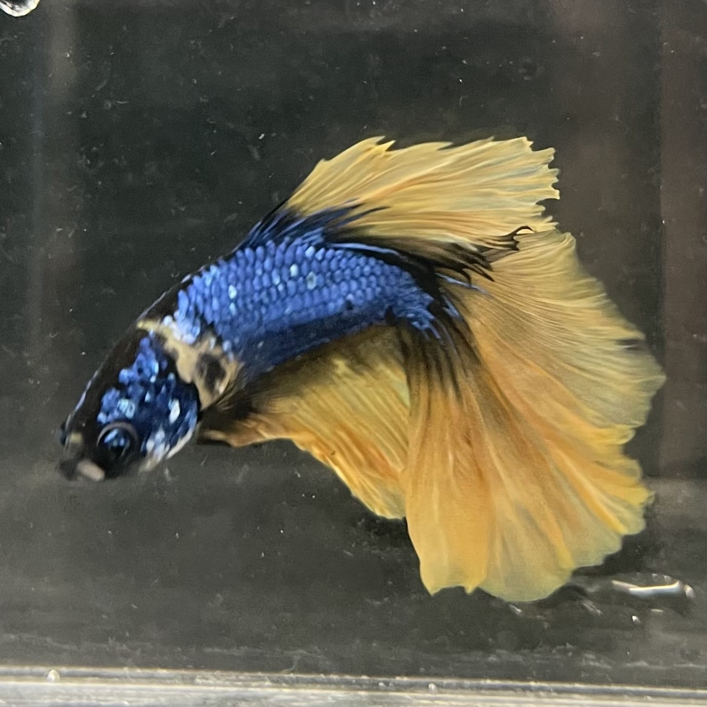 the-fish-farm Male Betta Male Betta - One Only - 8 Choose your favourite Male Betta from The Fish Farm Australia