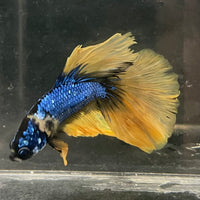 the-fish-farm Male Betta Male Betta - One Only - 8 Choose your favourite Male Betta from The Fish Farm Australia