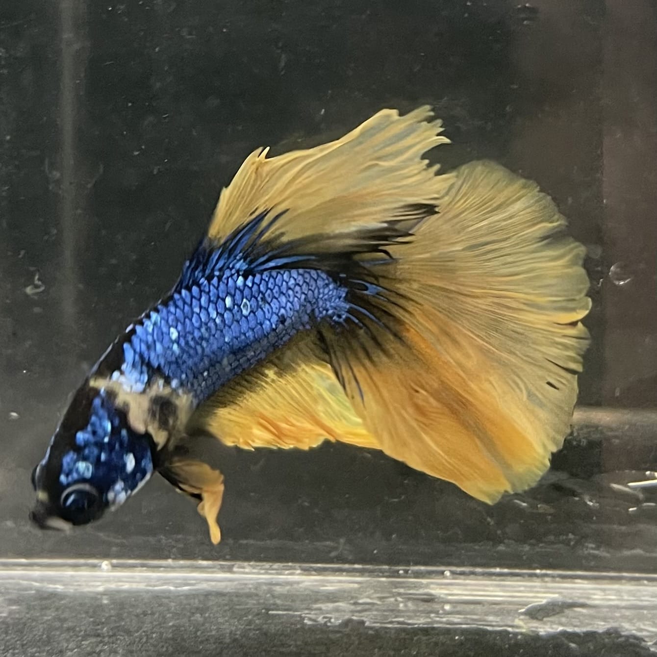 the-fish-farm Male Betta Male Betta - One Only - 8 Choose your favourite Male Betta from The Fish Farm Australia