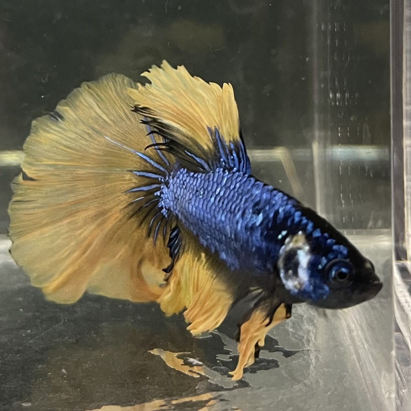 the-fish-farm Male Betta Male Betta - One Only - 8 Choose your favourite Male Betta from The Fish Farm Australia