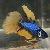 the-fish-farm Male Betta Male Betta - One Only - 8 Choose your favourite Male Betta from The Fish Farm Australia