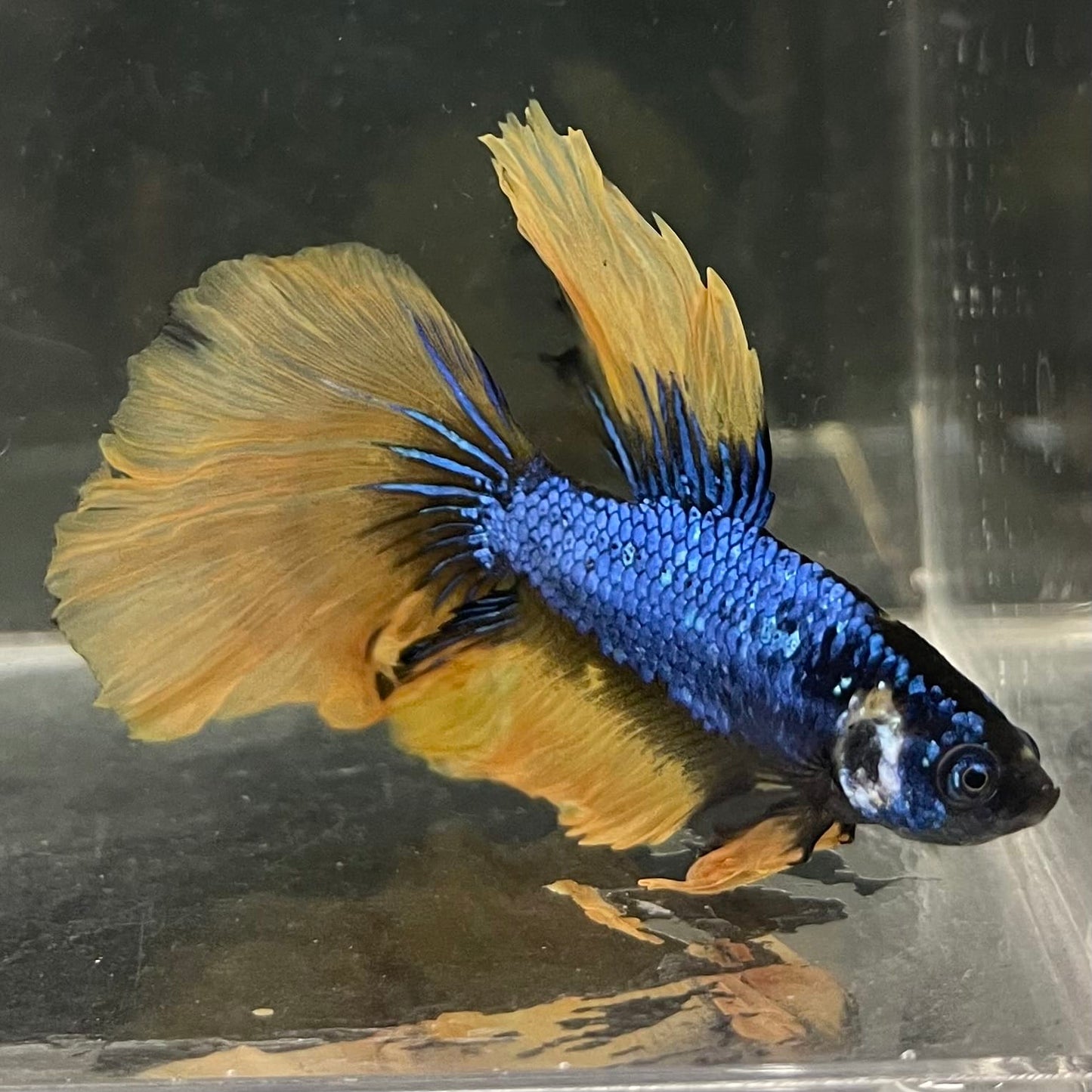 the-fish-farm Male Betta Male Betta - One Only - 8 Choose your favourite Male Betta from The Fish Farm Australia