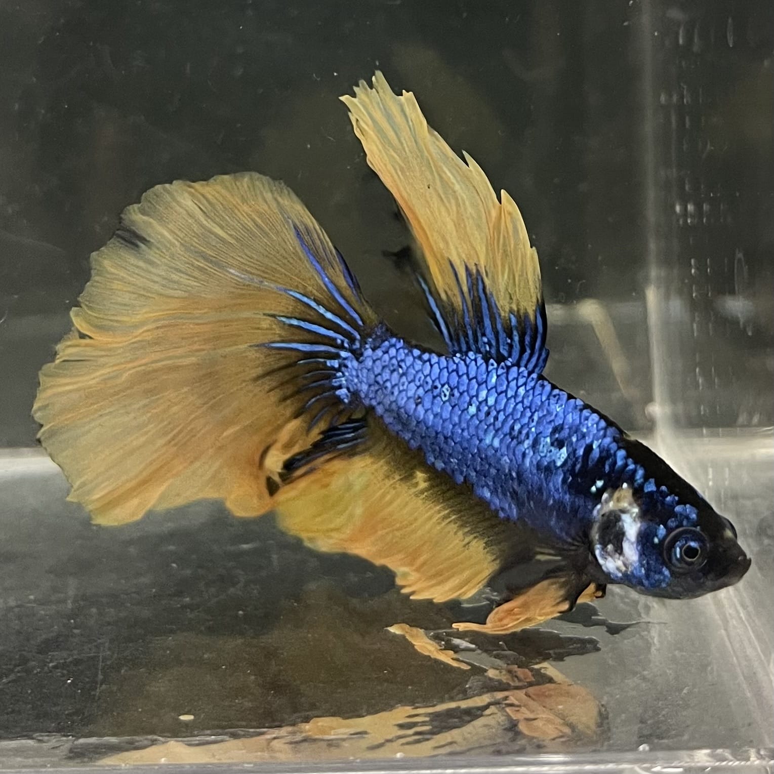 the-fish-farm Male Betta Male Betta - One Only - 8 Choose your favourite Male Betta from The Fish Farm Australia