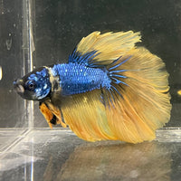 the-fish-farm Male Betta Male Betta - One Only - 8 Choose your favourite Male Betta from The Fish Farm Australia