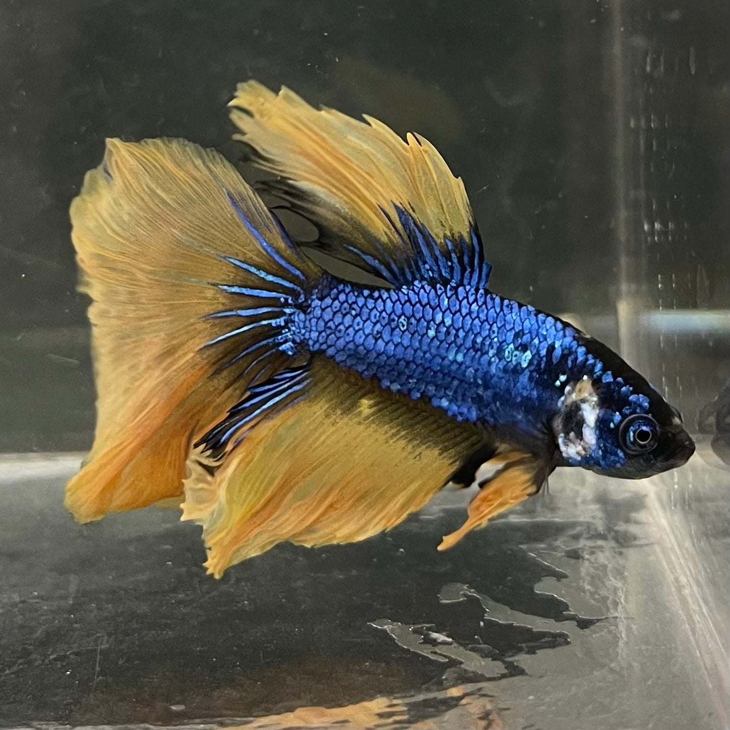 the-fish-farm Male Betta Male Betta - One Only - 8 Choose your favourite Male Betta from The Fish Farm Australia