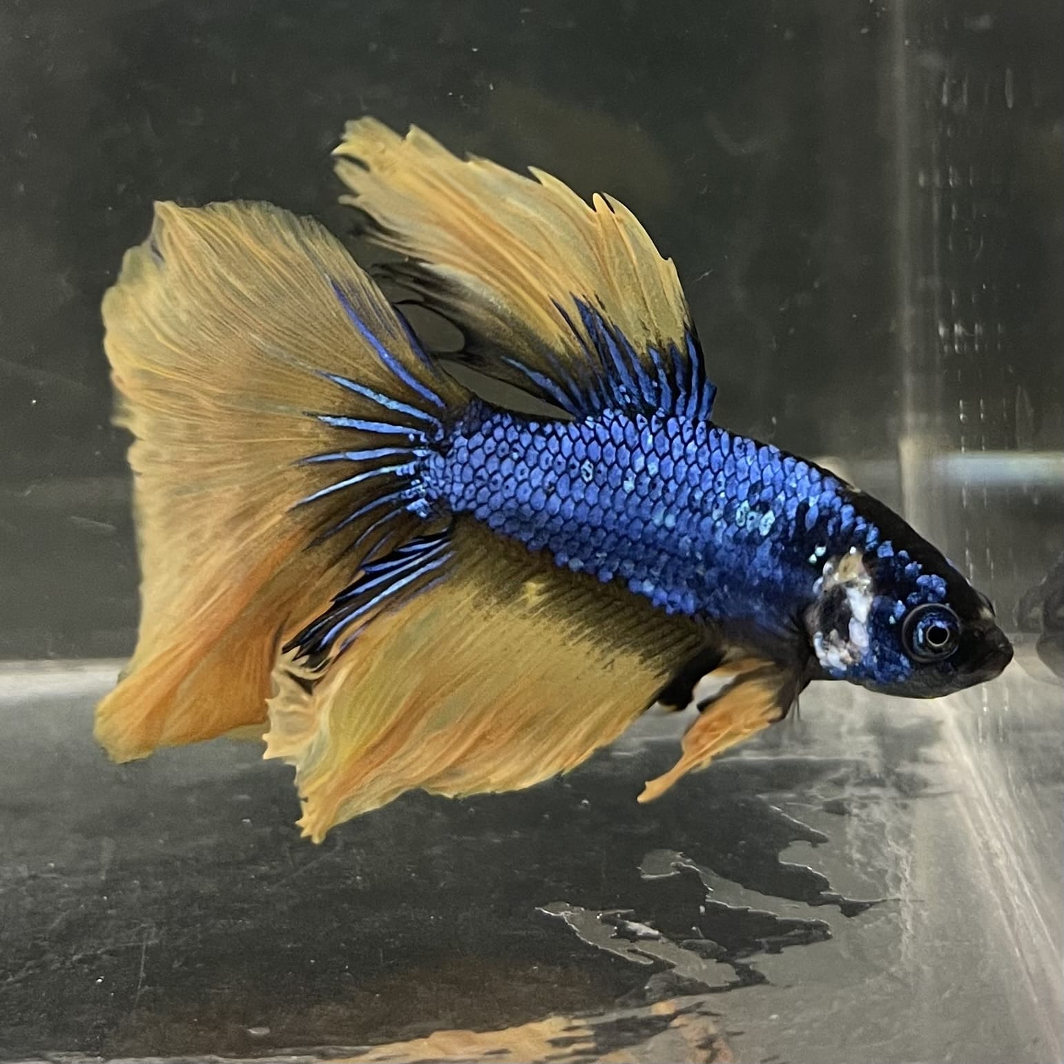 the-fish-farm Male Betta Male Betta - One Only - 8 Choose your favourite Male Betta from The Fish Farm Australia