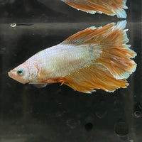 the-fish-farm Male Betta Male Betta - One Only - 8 Choose your favourite Male Betta from The Fish Farm Australia