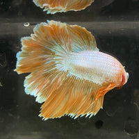 the-fish-farm Male Betta Male Betta - One Only - 8 Choose your favourite Male Betta from The Fish Farm Australia