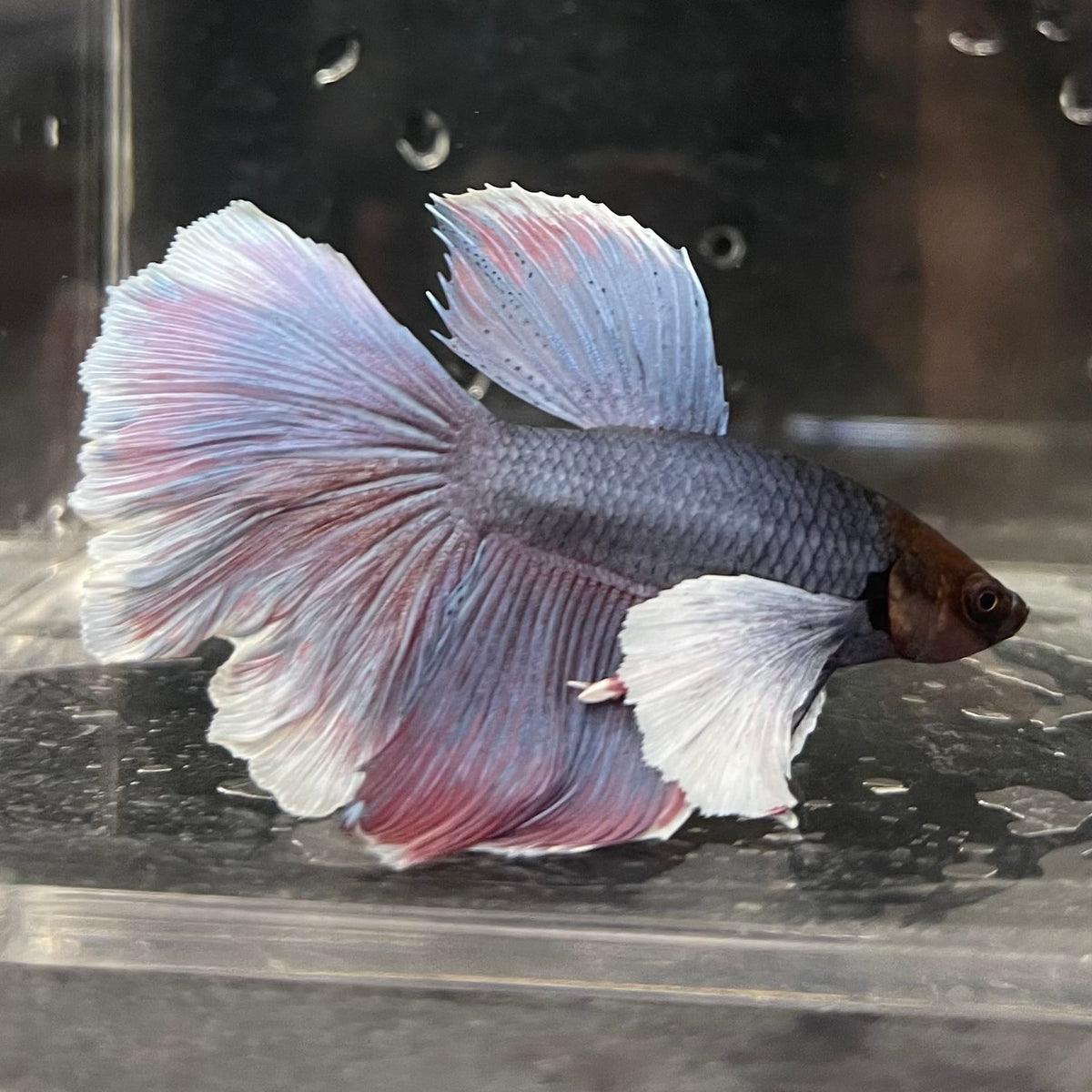 the-fish-farm Male Betta Male Betta - One Only - 8 Choose your favourite Male Betta from The Fish Farm Australia