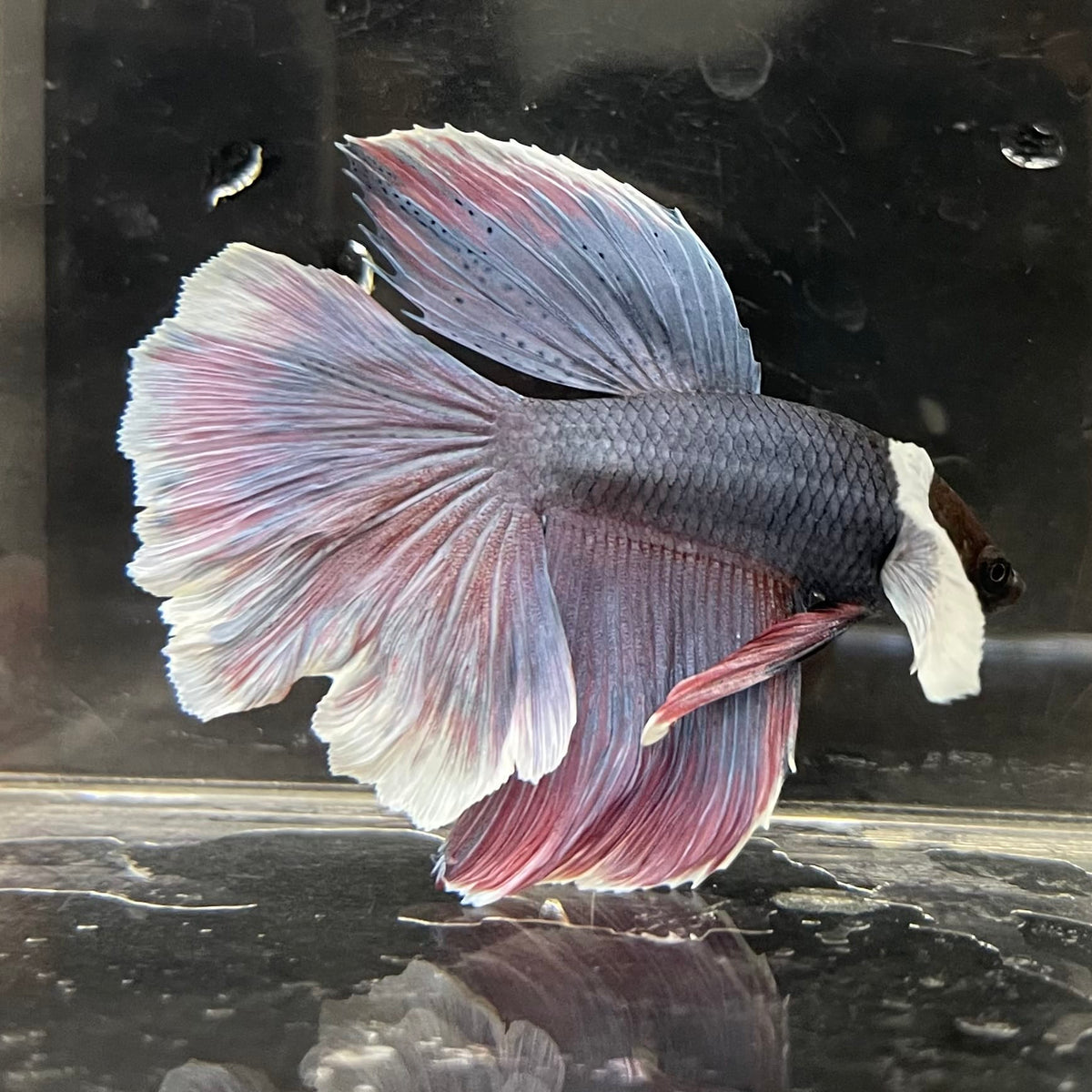the-fish-farm Male Betta Male Betta - One Only - 8 Choose your favourite Male Betta from The Fish Farm Australia