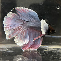 the-fish-farm Male Betta Male Betta - One Only - 8 Choose your favourite Male Betta from The Fish Farm Australia