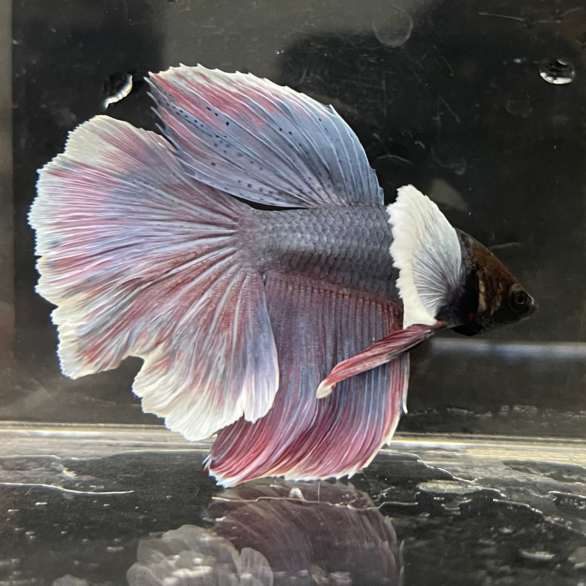 the-fish-farm Male Betta Male Betta - One Only - 8 Choose your favourite Male Betta from The Fish Farm Australia