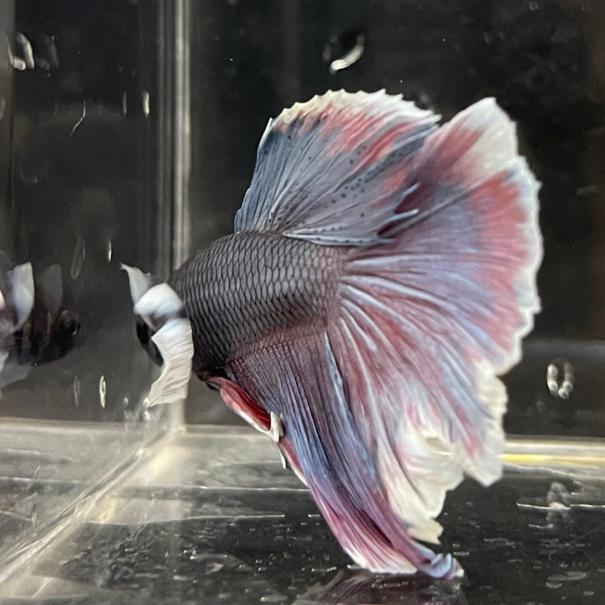 the-fish-farm Male Betta Male Betta - One Only - 8 Choose your favourite Male Betta from The Fish Farm Australia