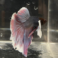 the-fish-farm Male Betta Male Betta - One Only - 8 Choose your favourite Male Betta from The Fish Farm Australia