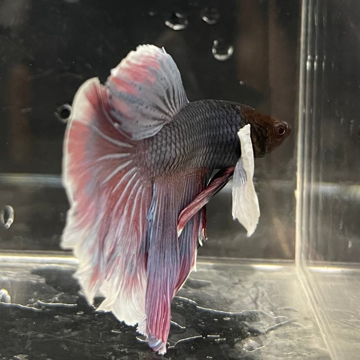 the-fish-farm Male Betta Male Betta - One Only - 8 Choose your favourite Male Betta from The Fish Farm Australia