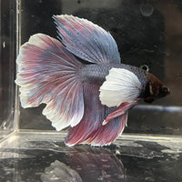 the-fish-farm Male Betta Male Betta - One Only - 8 Choose your favourite Male Betta from The Fish Farm Australia