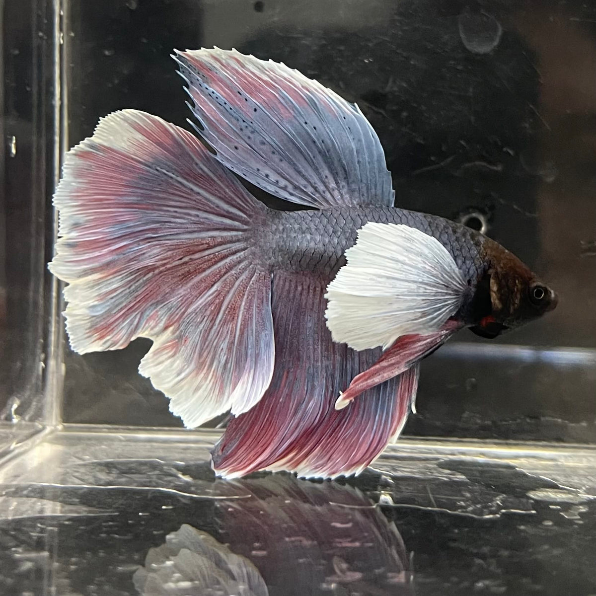 the-fish-farm Male Betta Male Betta - One Only - 8 Choose your favourite Male Betta from The Fish Farm Australia
