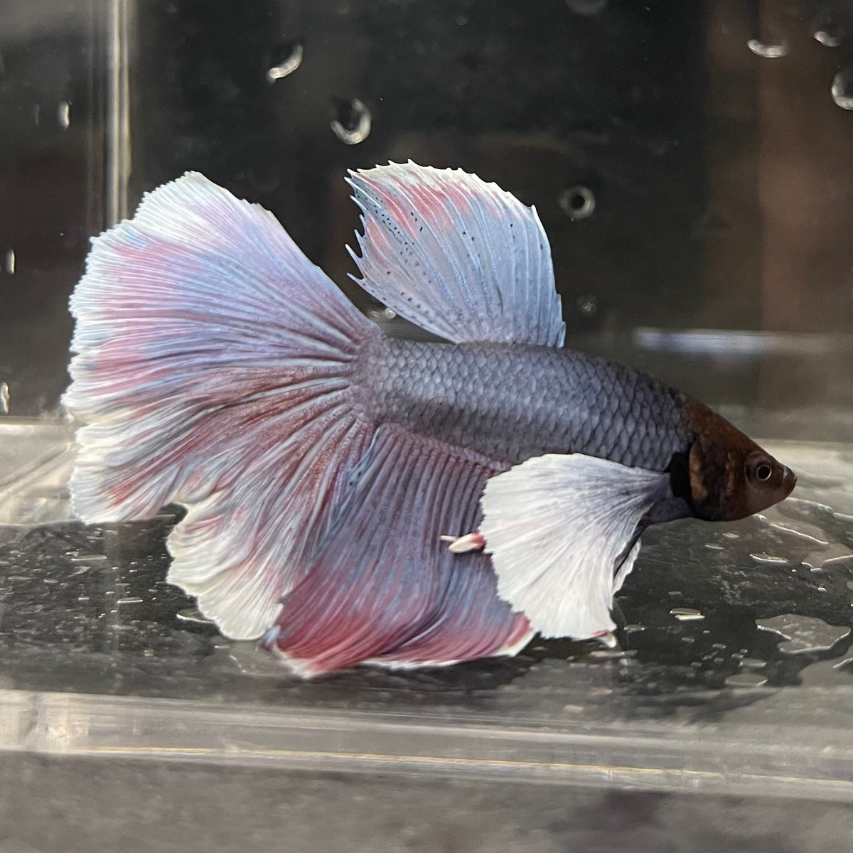 the-fish-farm Male Betta Male Betta - One Only - 8 Choose your favourite Male Betta from The Fish Farm Australia