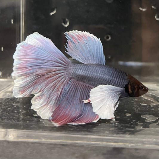 the-fish-farm Male Betta Male Betta - One Only - 8 Choose your favourite Male Betta from The Fish Farm Australia