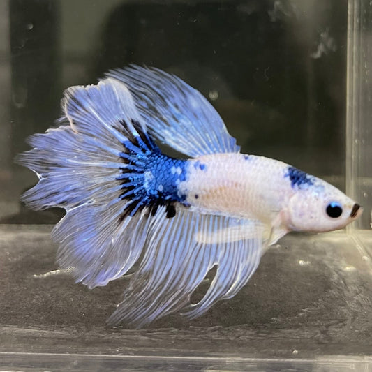 the-fish-farm Male Betta Male Betta - One Only - 8 Choose your favourite Male Betta from The Fish Farm Australia