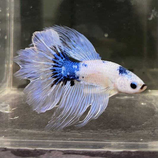 the-fish-farm Male Betta Male Betta - One Only - 8 Choose your favourite Male Betta from The Fish Farm Australia