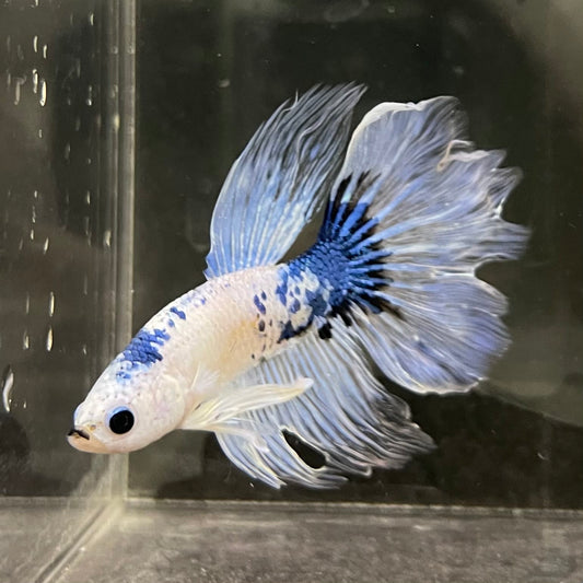 the-fish-farm Male Betta Male Betta - One Only - 8 Choose your favourite Male Betta from The Fish Farm Australia