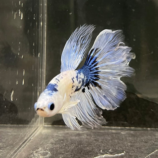 the-fish-farm Male Betta Male Betta - One Only - 8 Choose your favourite Male Betta from The Fish Farm Australia