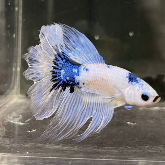 the-fish-farm Male Betta Male Betta - One Only - 8 Choose your favourite Male Betta from The Fish Farm Australia
