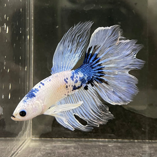 the-fish-farm Male Betta Male Betta - One Only - 8 Choose your favourite Male Betta from The Fish Farm Australia