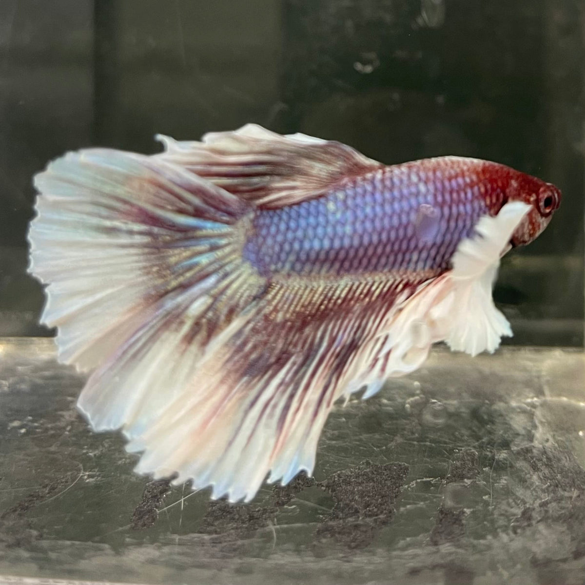 the-fish-farm Male Betta Male Betta - One Only - 8 Choose your favourite Male Betta from The Fish Farm Australia