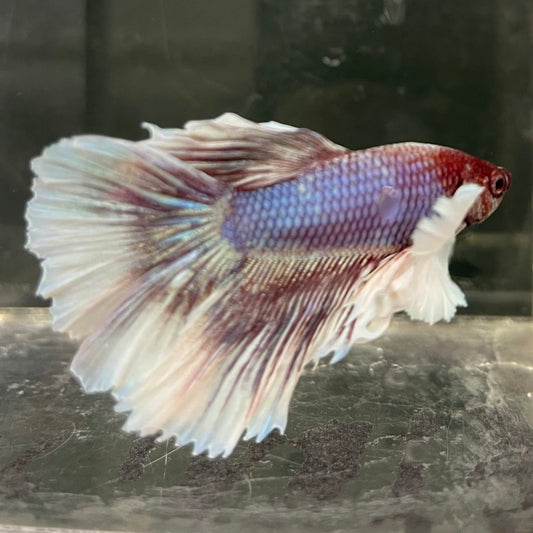 the-fish-farm Male Betta Male Betta - One Only - 8 Choose your favourite Male Betta from The Fish Farm Australia