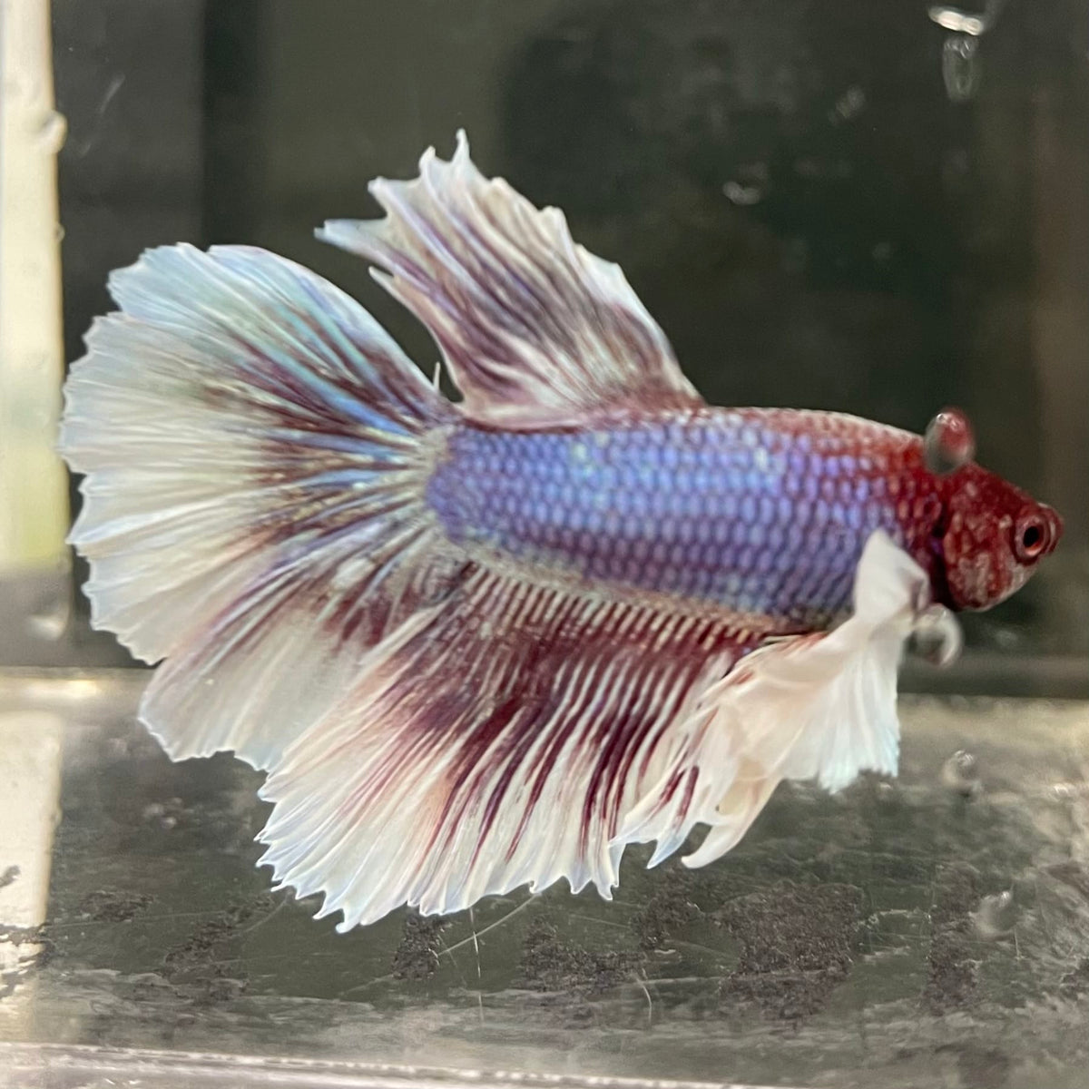 the-fish-farm Male Betta Male Betta - One Only - 8 Choose your favourite Male Betta from The Fish Farm Australia