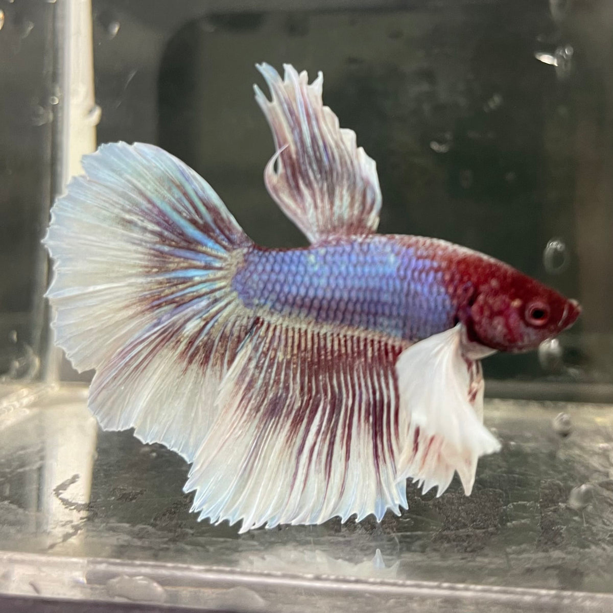 the-fish-farm Male Betta Male Betta - One Only - 8 Choose your favourite Male Betta from The Fish Farm Australia