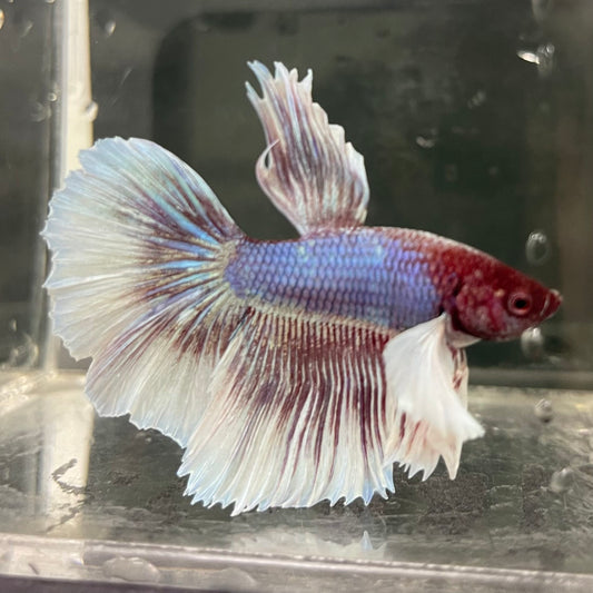 the-fish-farm Male Betta Male Betta - One Only - 8 Choose your favourite Male Betta from The Fish Farm Australia