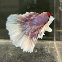 the-fish-farm Male Betta Male Betta - One Only - 8 Choose your favourite Male Betta from The Fish Farm Australia