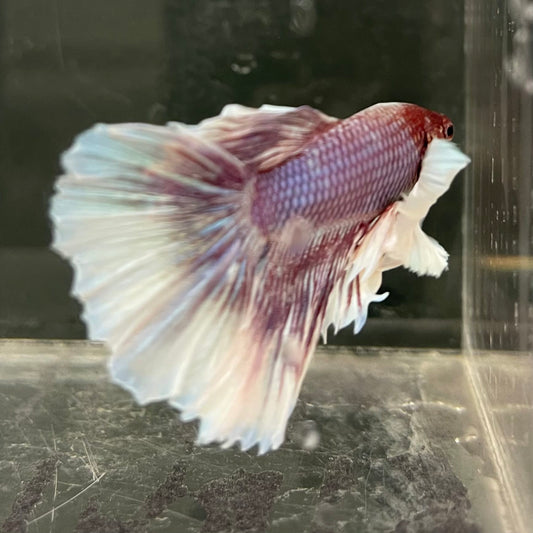 the-fish-farm Male Betta Male Betta - One Only - 8 Choose your favourite Male Betta from The Fish Farm Australia
