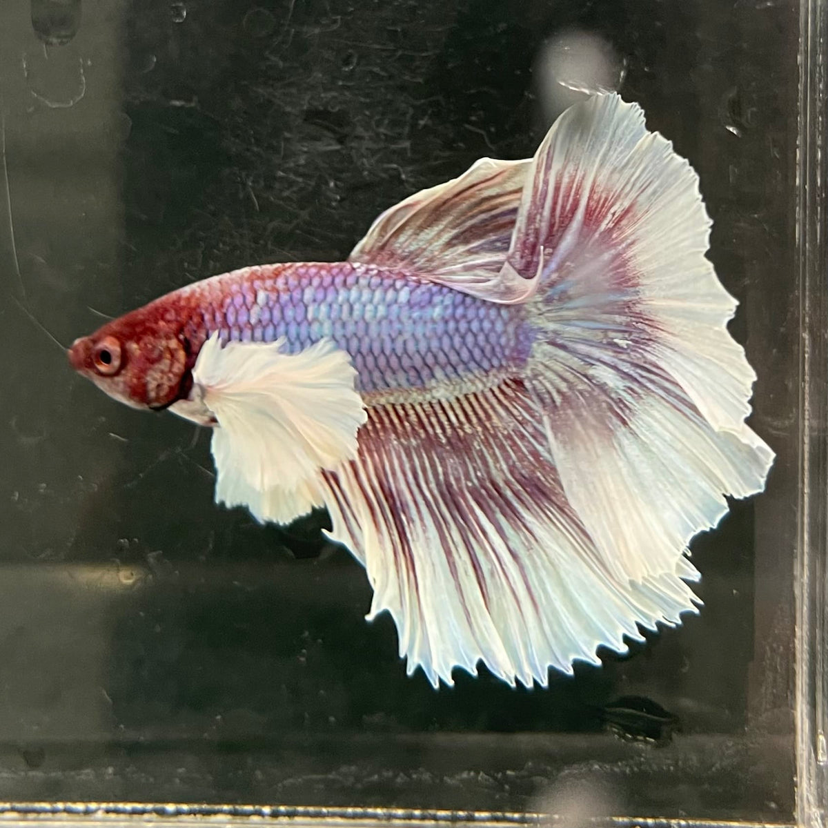 the-fish-farm Male Betta Male Betta - One Only - 8 Choose your favourite Male Betta from The Fish Farm Australia