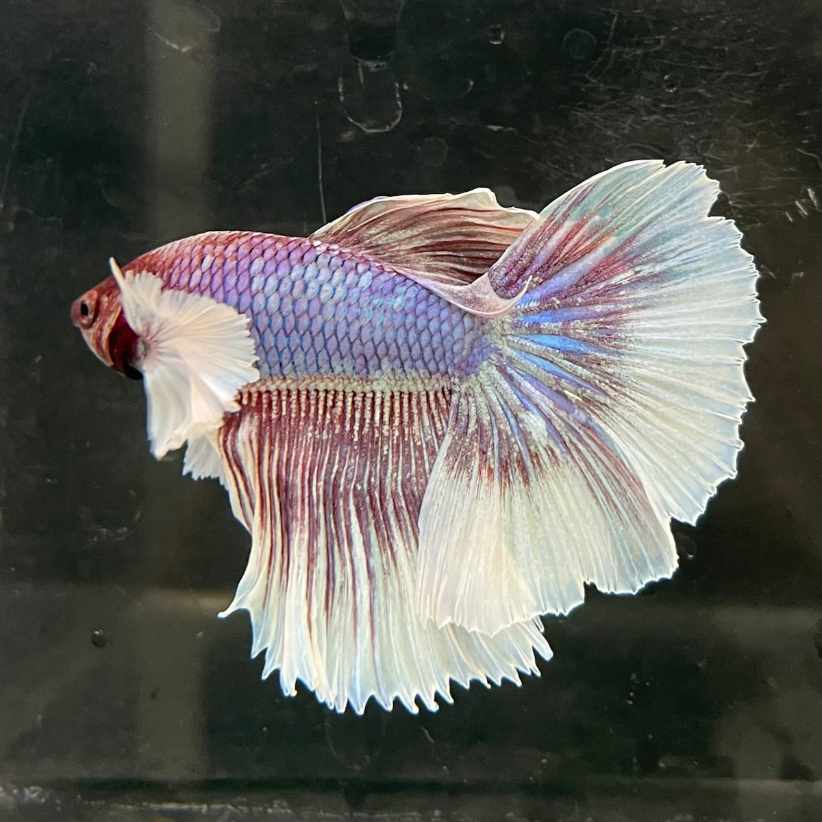 the-fish-farm Male Betta Male Betta - One Only - 8 Choose your favourite Male Betta from The Fish Farm Australia