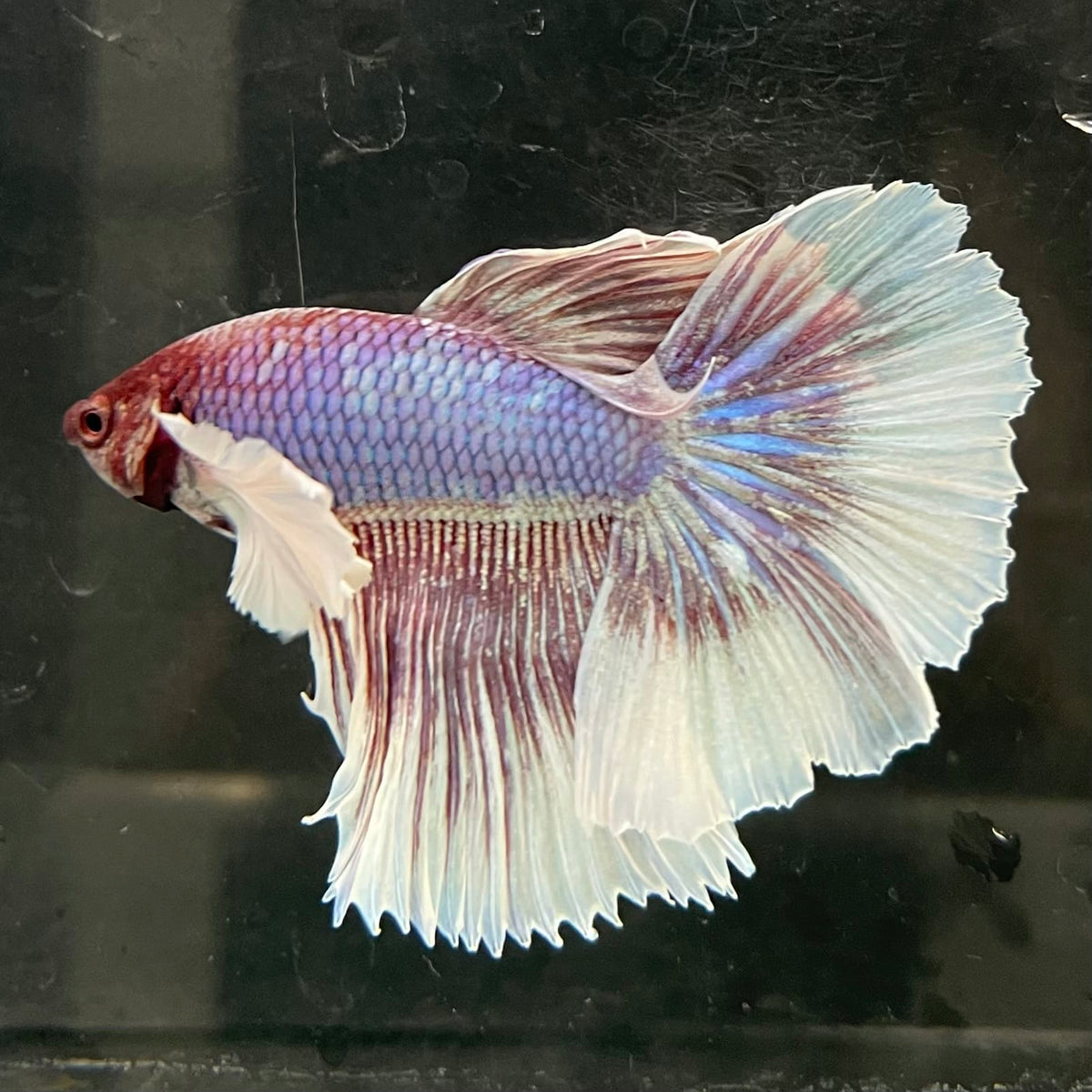 the-fish-farm Male Betta Male Betta - One Only - 8 Choose your favourite Male Betta from The Fish Farm Australia