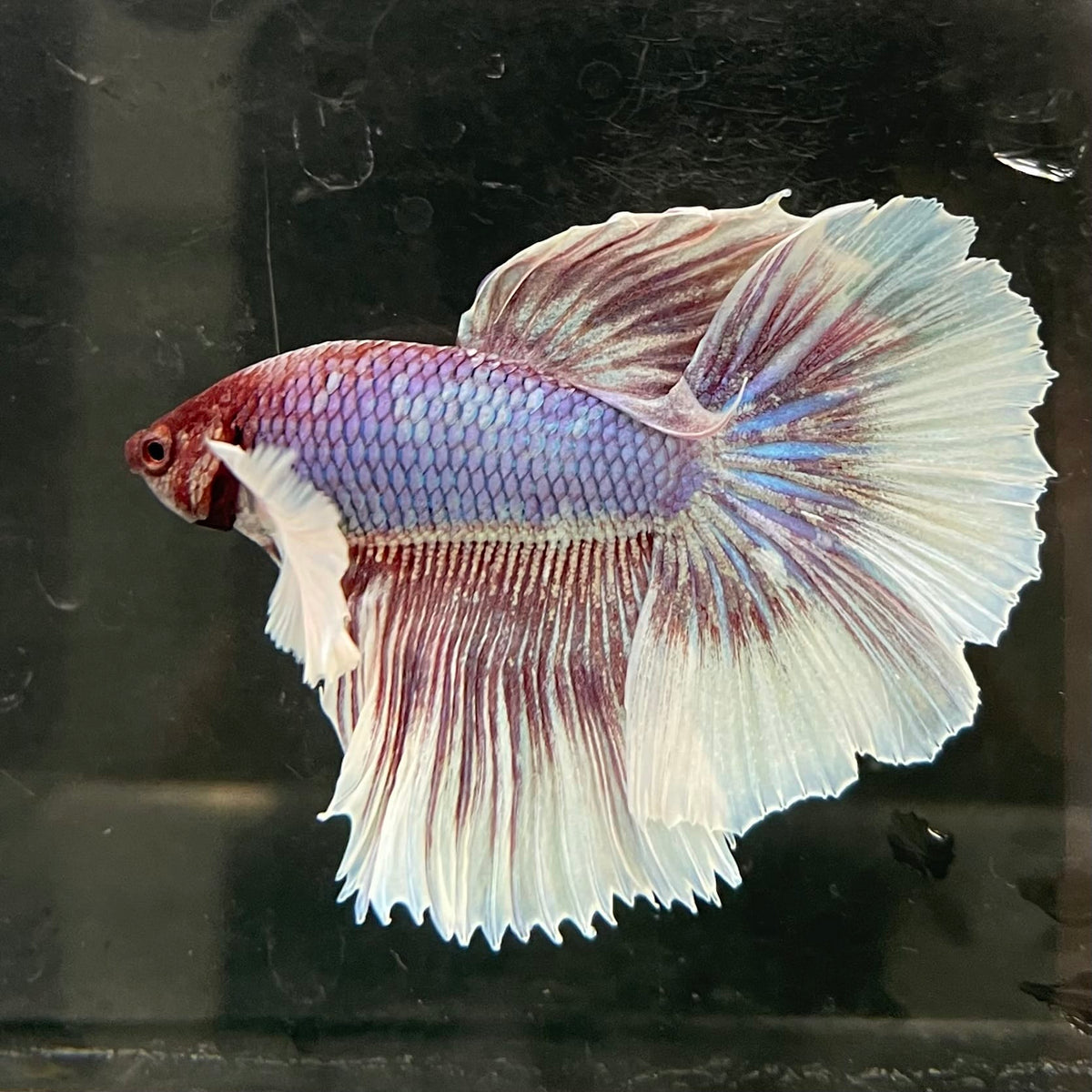 the-fish-farm Male Betta Male Betta - One Only - 8 Choose your favourite Male Betta from The Fish Farm Australia