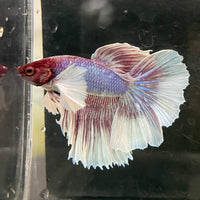 the-fish-farm Male Betta Male Betta - One Only - 8 Choose your favourite Male Betta from The Fish Farm Australia