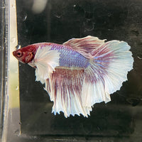 the-fish-farm Male Betta Male Betta - One Only - 8 Choose your favourite Male Betta from The Fish Farm Australia