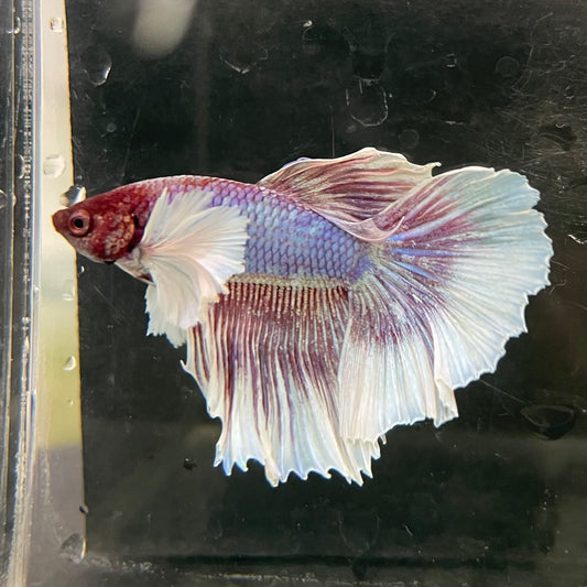 the-fish-farm Male Betta Male Betta - One Only - 8 Choose your favourite Male Betta from The Fish Farm Australia
