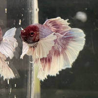 the-fish-farm Male Betta Male Betta - One Only - 8 Choose your favourite Male Betta from The Fish Farm Australia