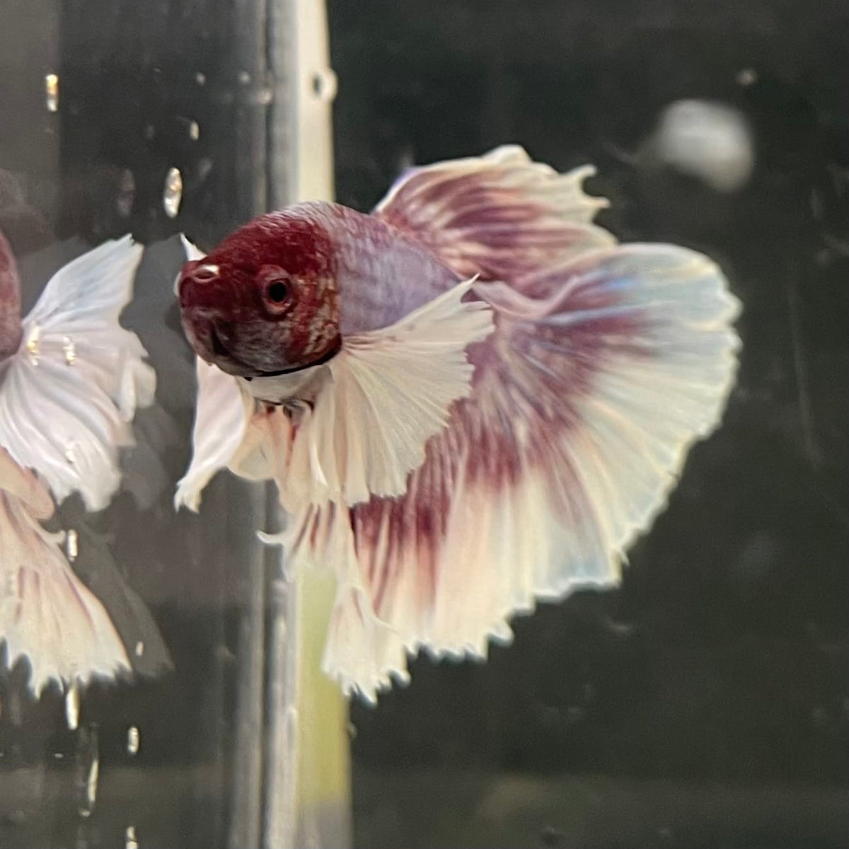 the-fish-farm Male Betta Male Betta - One Only - 8 Choose your favourite Male Betta from The Fish Farm Australia