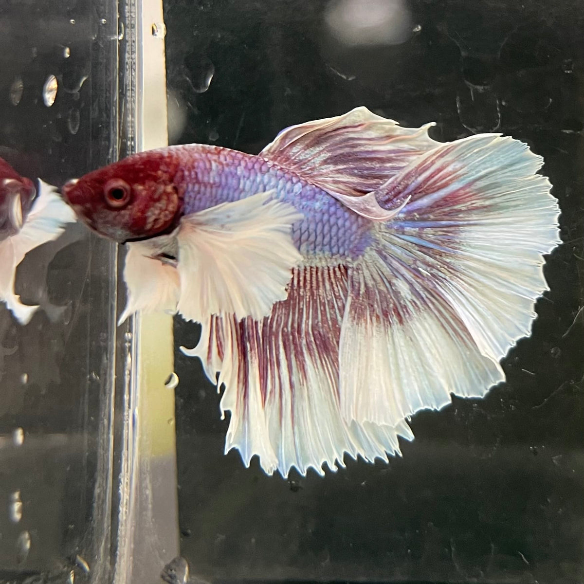 the-fish-farm Male Betta Male Betta - One Only - 8 Choose your favourite Male Betta from The Fish Farm Australia