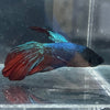 the-fish-farm Male Betta Male Betta - One Only - 8 Choose your favourite Male Betta from The Fish Farm Australia