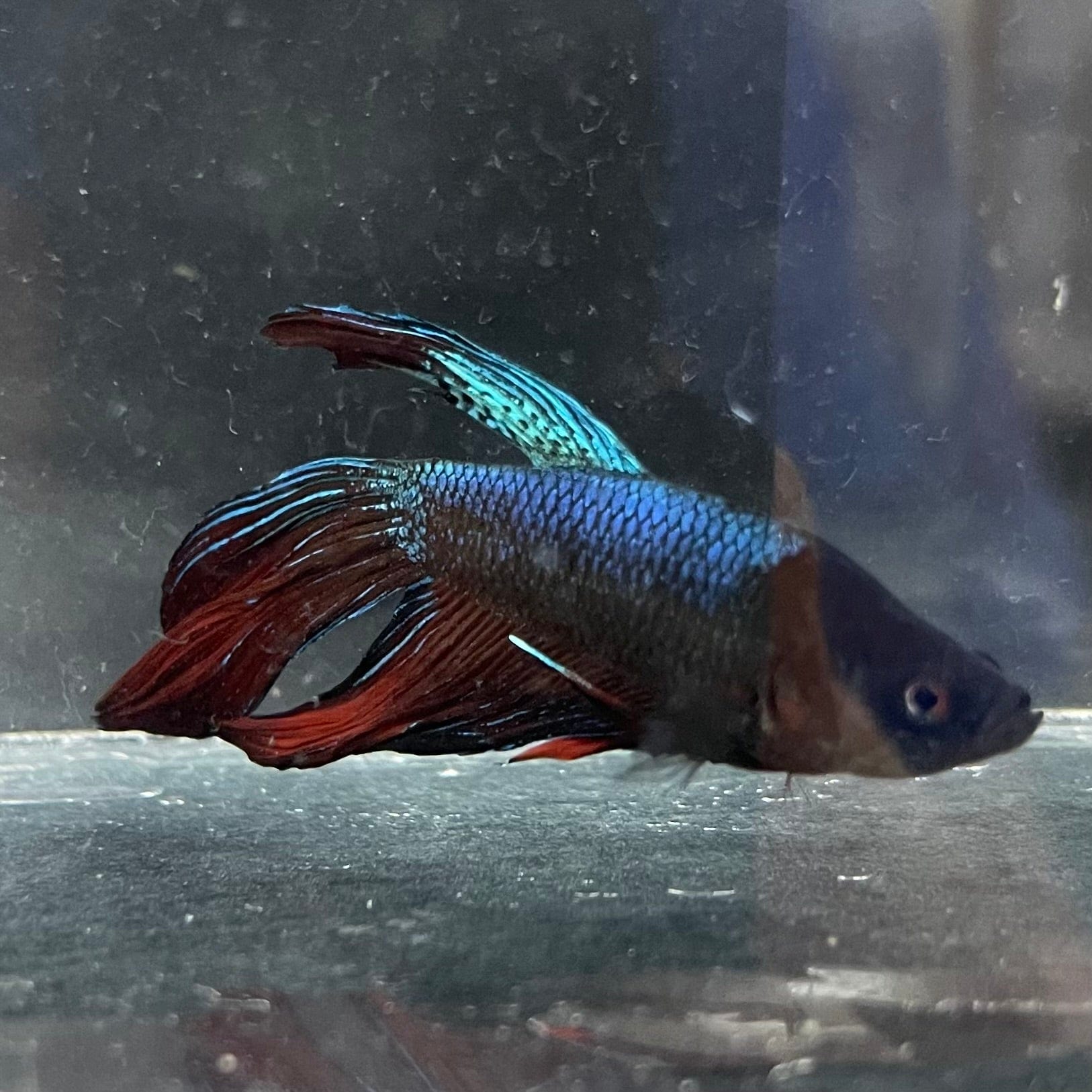 the-fish-farm Male Betta Male Betta - One Only - 8 Choose your favourite Male Betta from The Fish Farm Australia